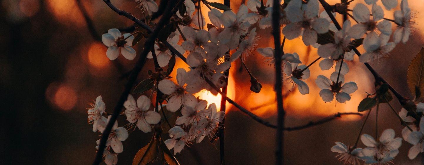 Cherry blossoms contrasted with a deep golden sunset.