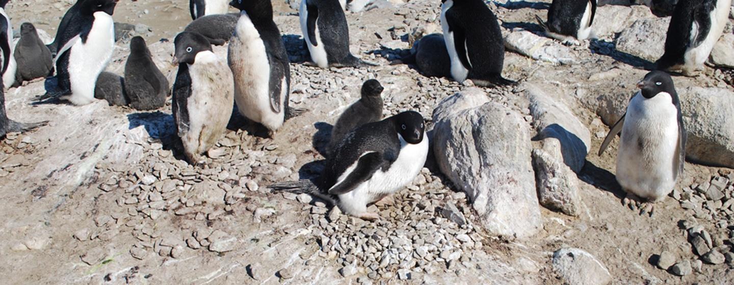penguins gathering around mummy penguins rock shells