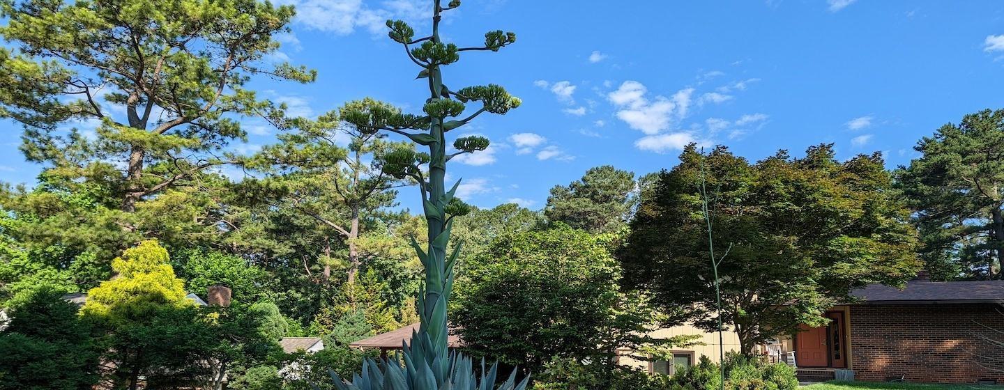 agave american century plant in bloom
