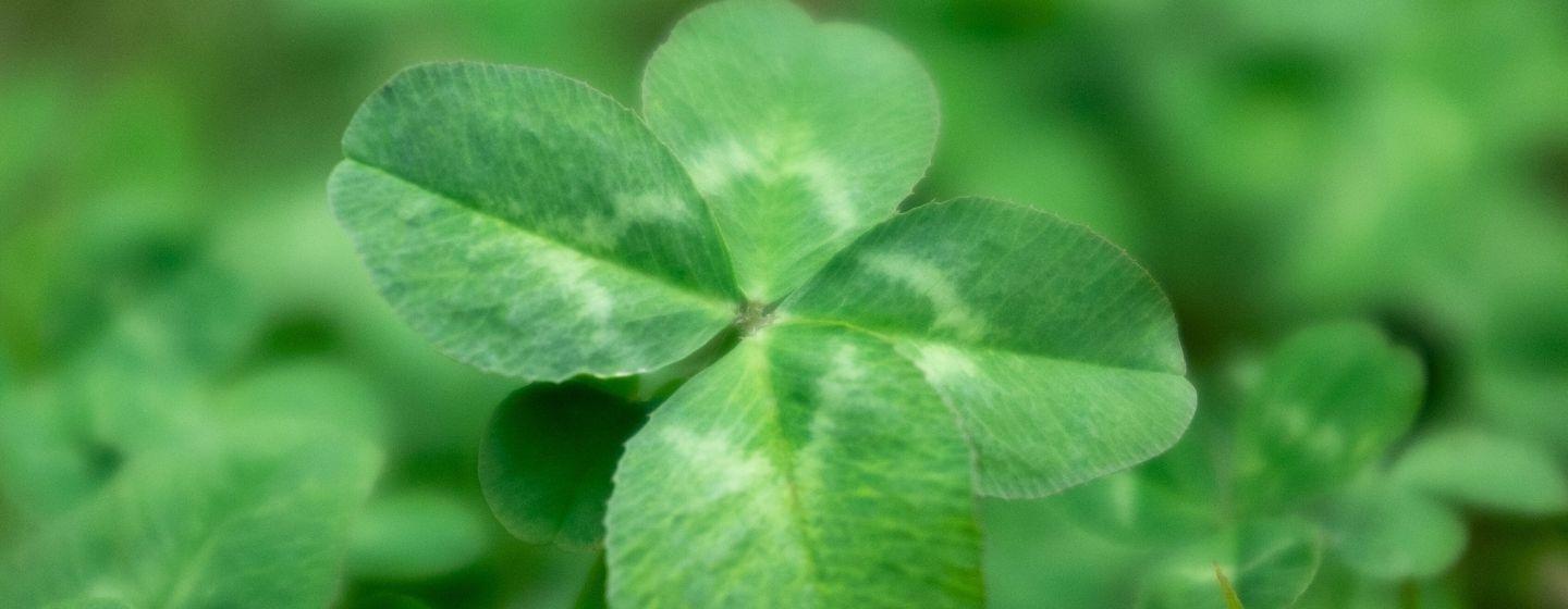 A four-leaf clover with more clovers behind it, blurred.