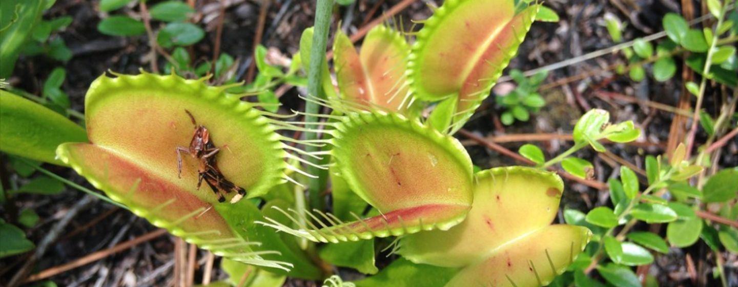 Venus Flytraps Don't Trap Insects that Pollinate Them – National Geographic  Education Blog