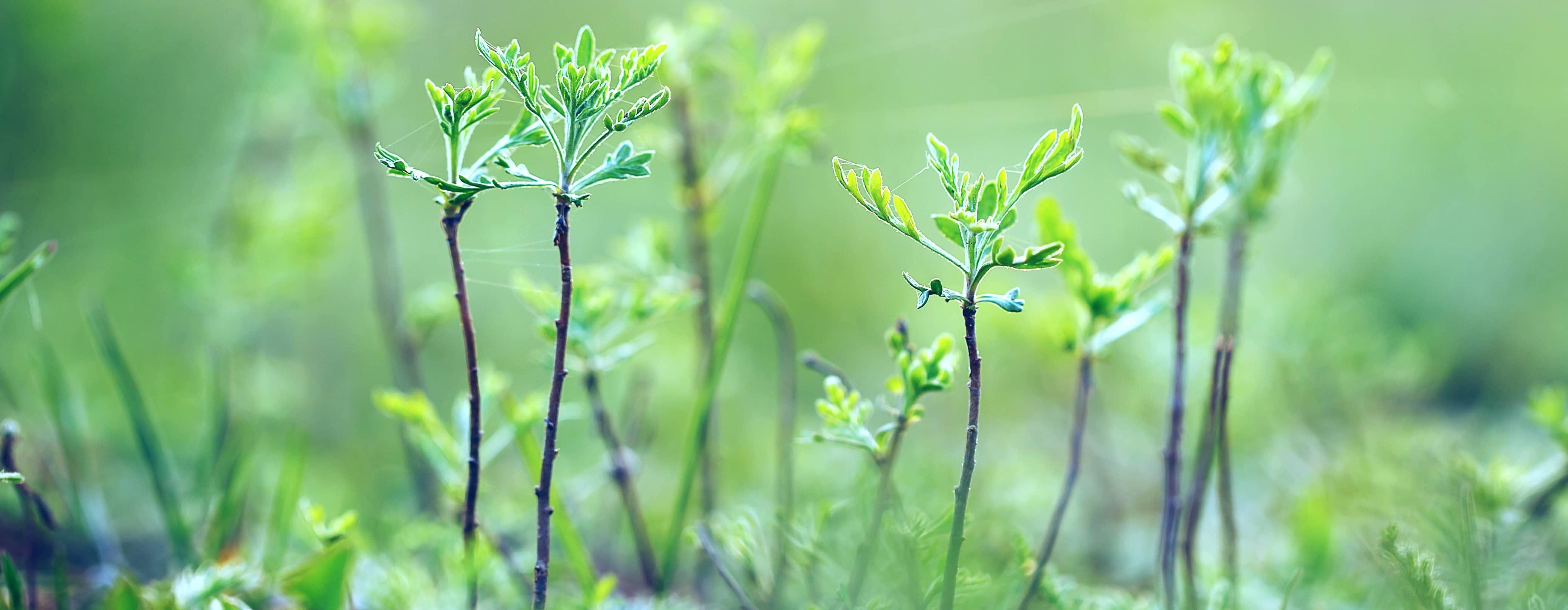 Closeup of small green plants