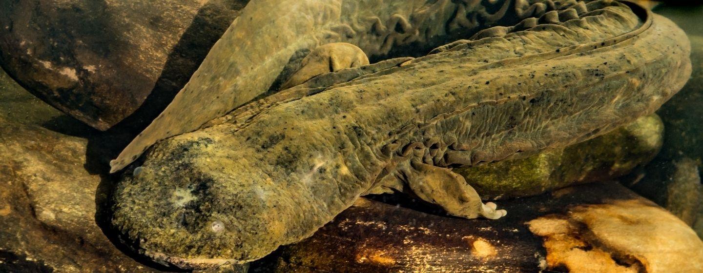 A eastern hellbender crawling on the bottom of a creek.