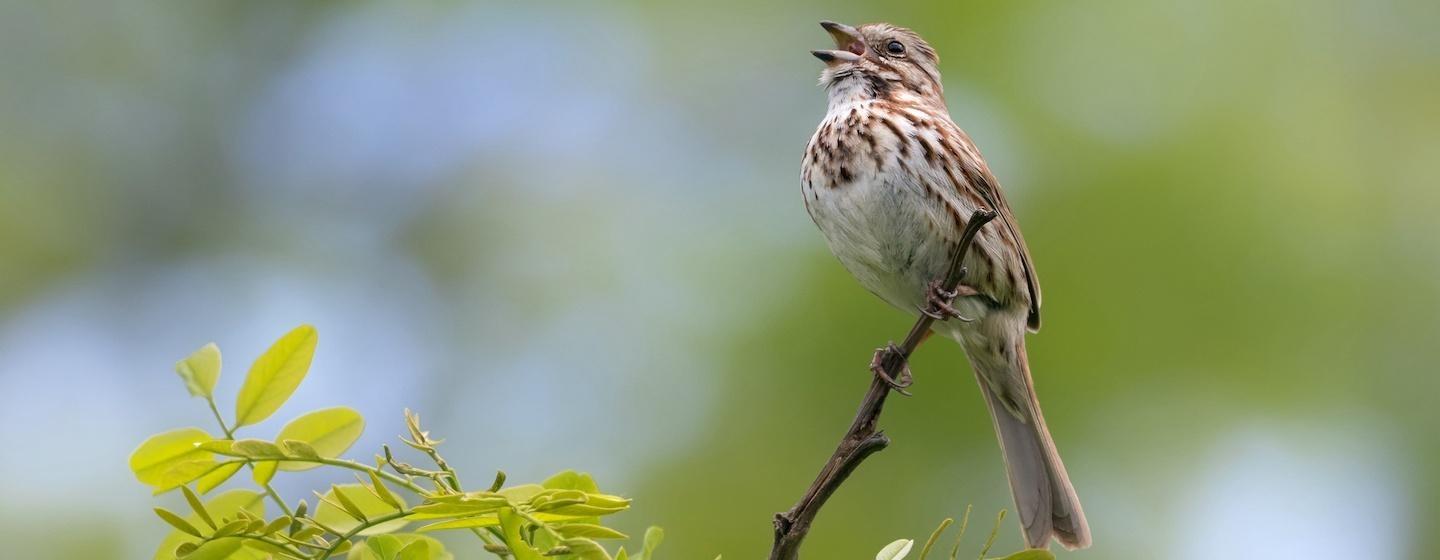 Male Song Sparrow sitting on top of small branch belting a tune