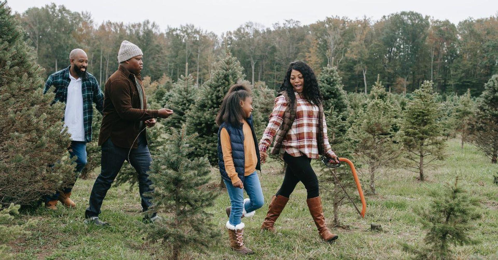 How Helene Affected NC’s Christmas Tree Farms | PBS North Carolina
