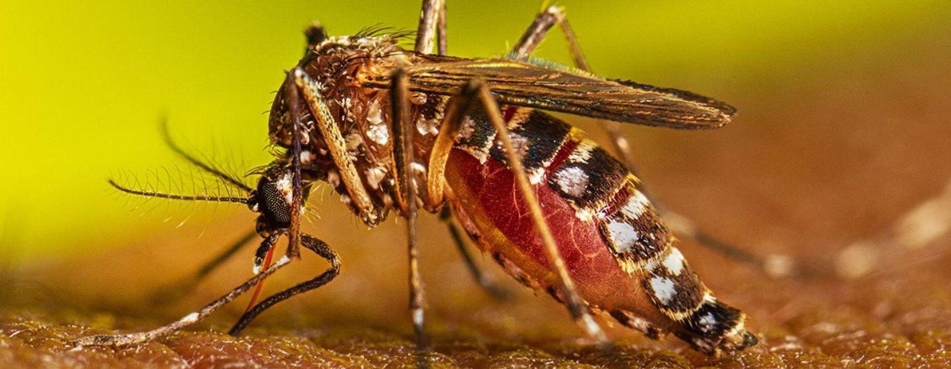 Stopping NC’s Most Common MosquitoBorne Disease PBS North Carolina