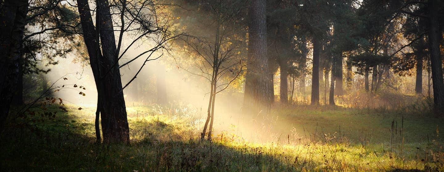 Golden sun beams stream through a tree filled forest landscape hitting the bright green grass covering the forest floor.