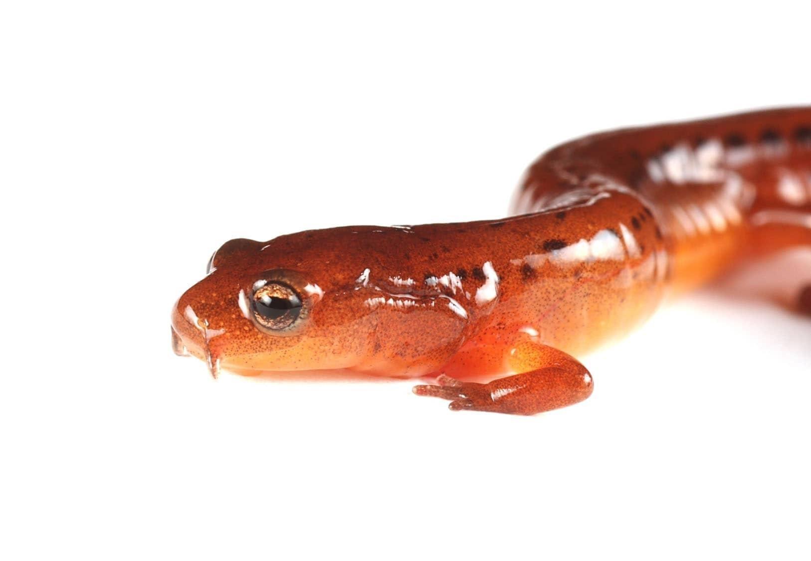 Closeup of reddish orange Sandhill Salamander on white background.