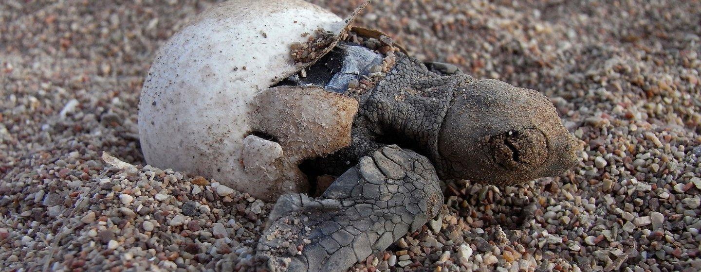 A loggerhead turtle laying on the sand with its shell open.