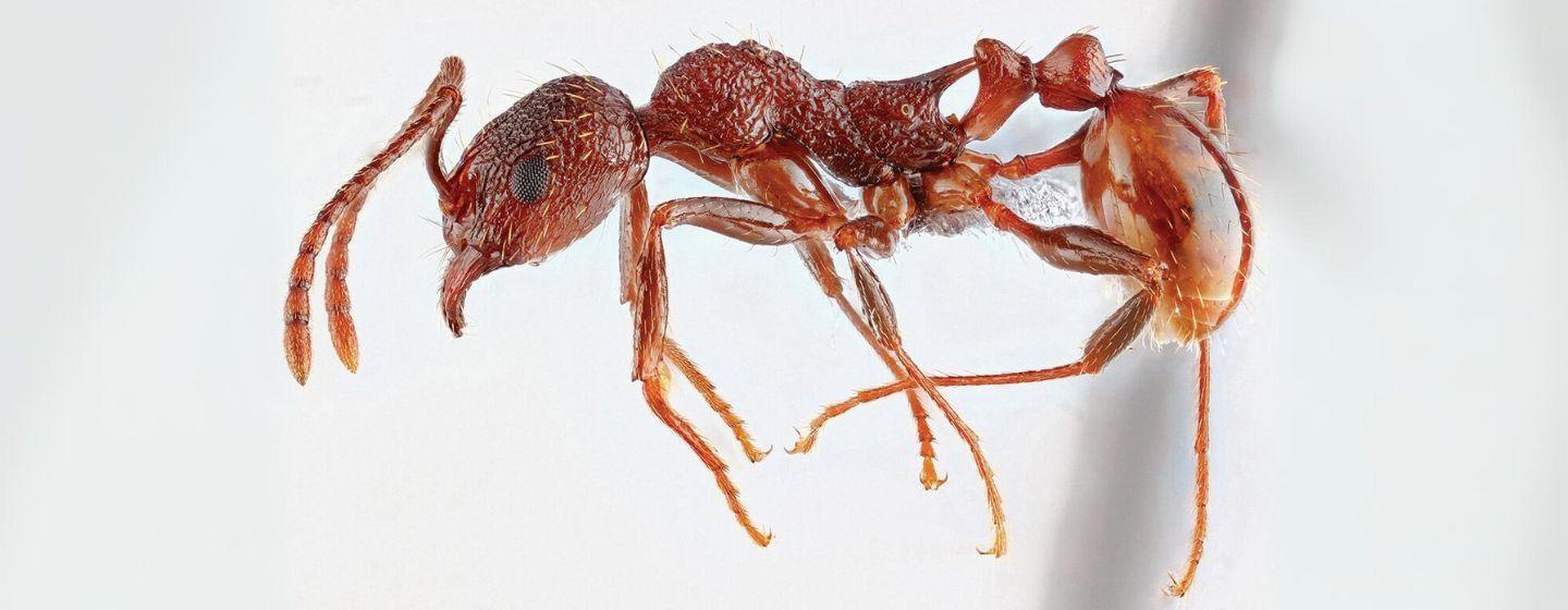 Closeup of the Aphaenogaster mariae Forel rare ant species.