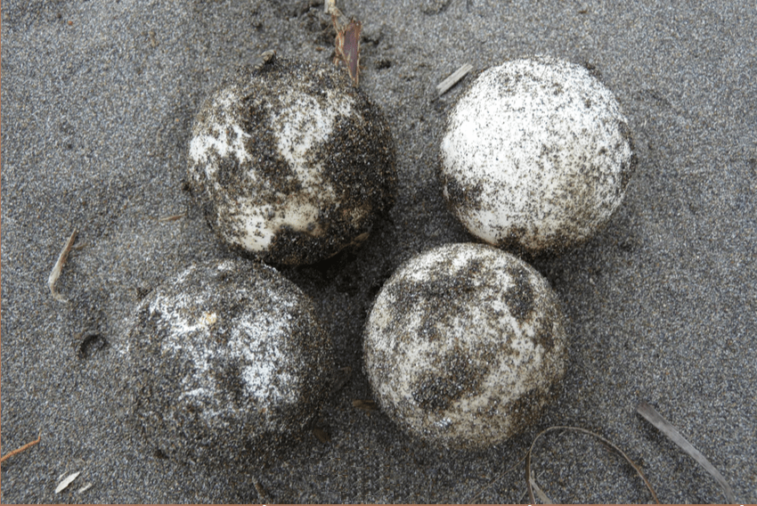 White round sea turtle eggs covered in dark gray sand.