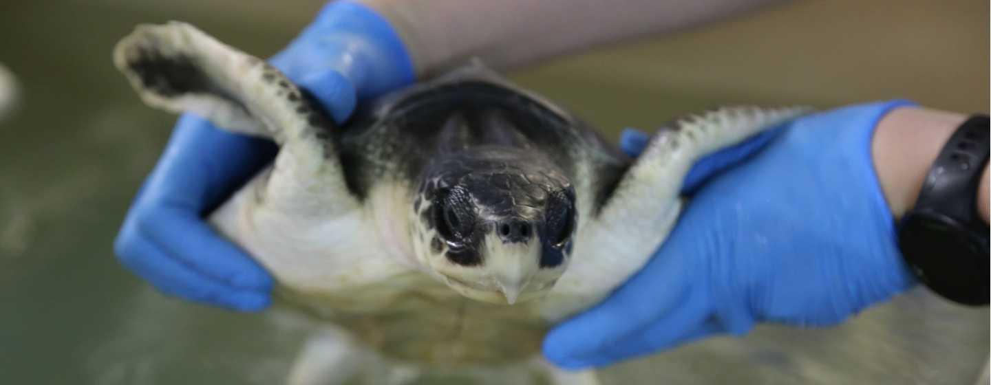 Saving Cold-Stunned Sea Turtles | PBS North Carolina