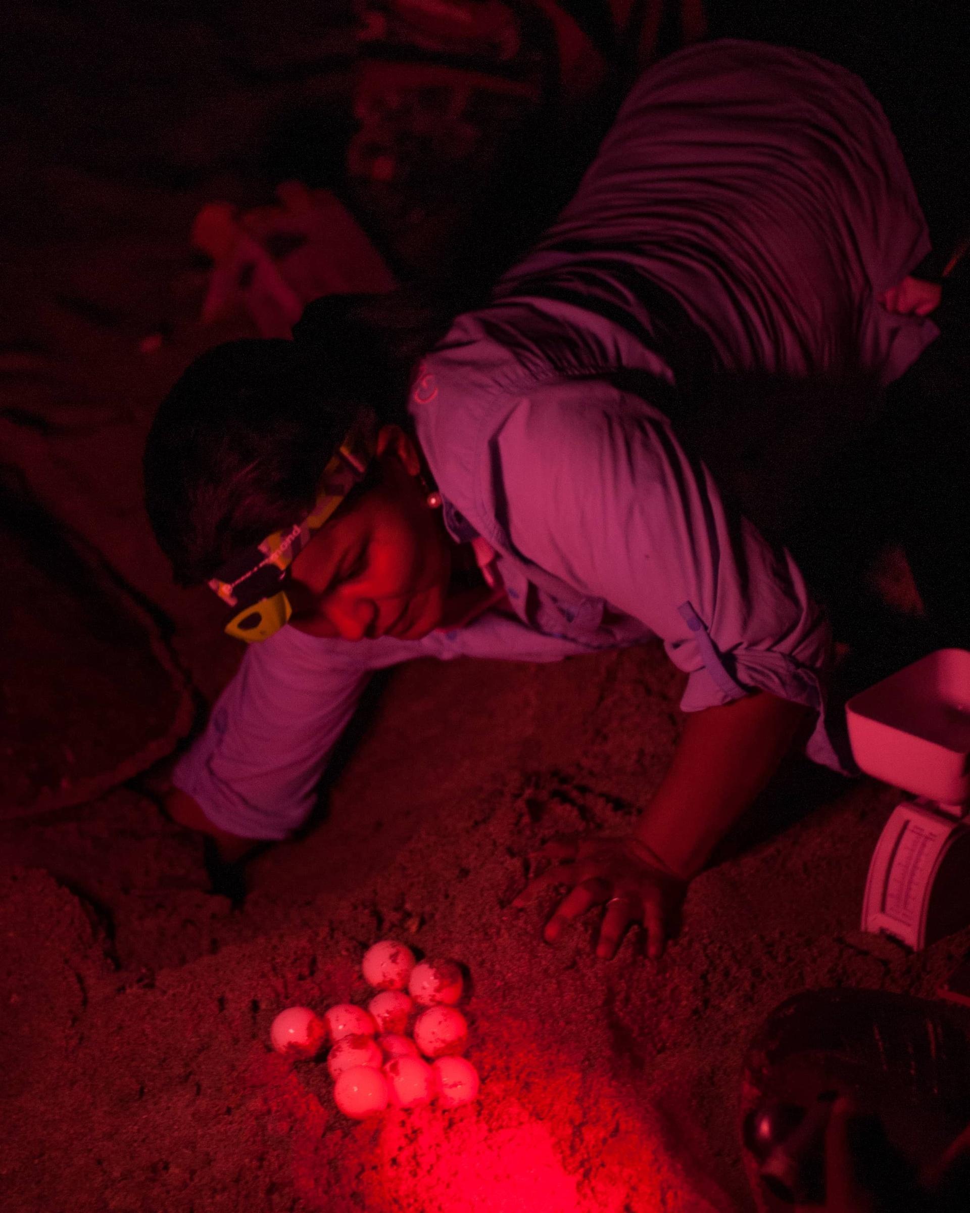 Woman on beach with red light headlamp on, digging into a hole in the sand with a pile of sea turtle eggs in front of her.