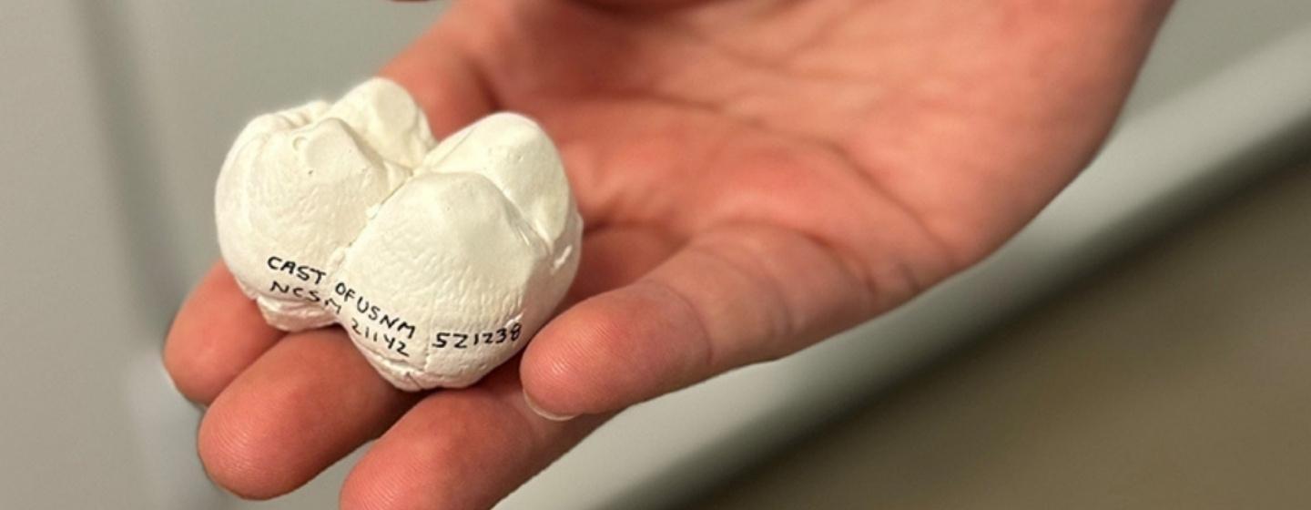 Researchers holds a cast made from a fossil of a 'hell pig' molar. Photo courtesy of NC Museum of Natural Sciences.