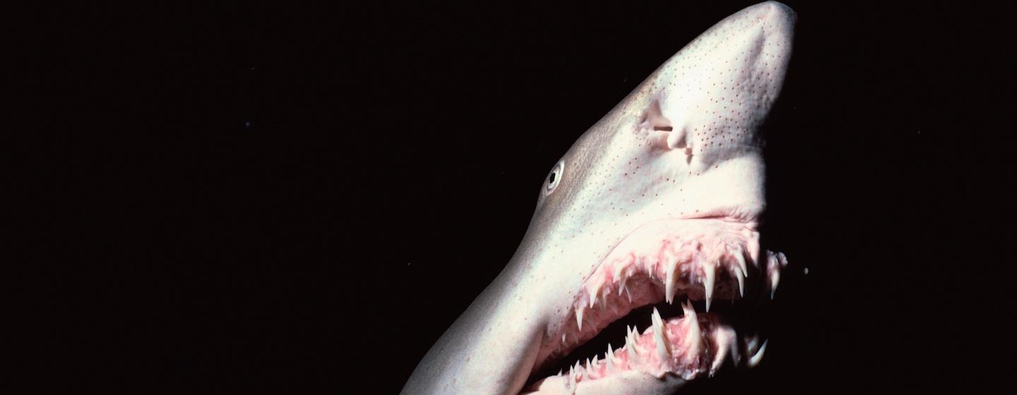 white shark nose with sharp teeth facing camera, black background