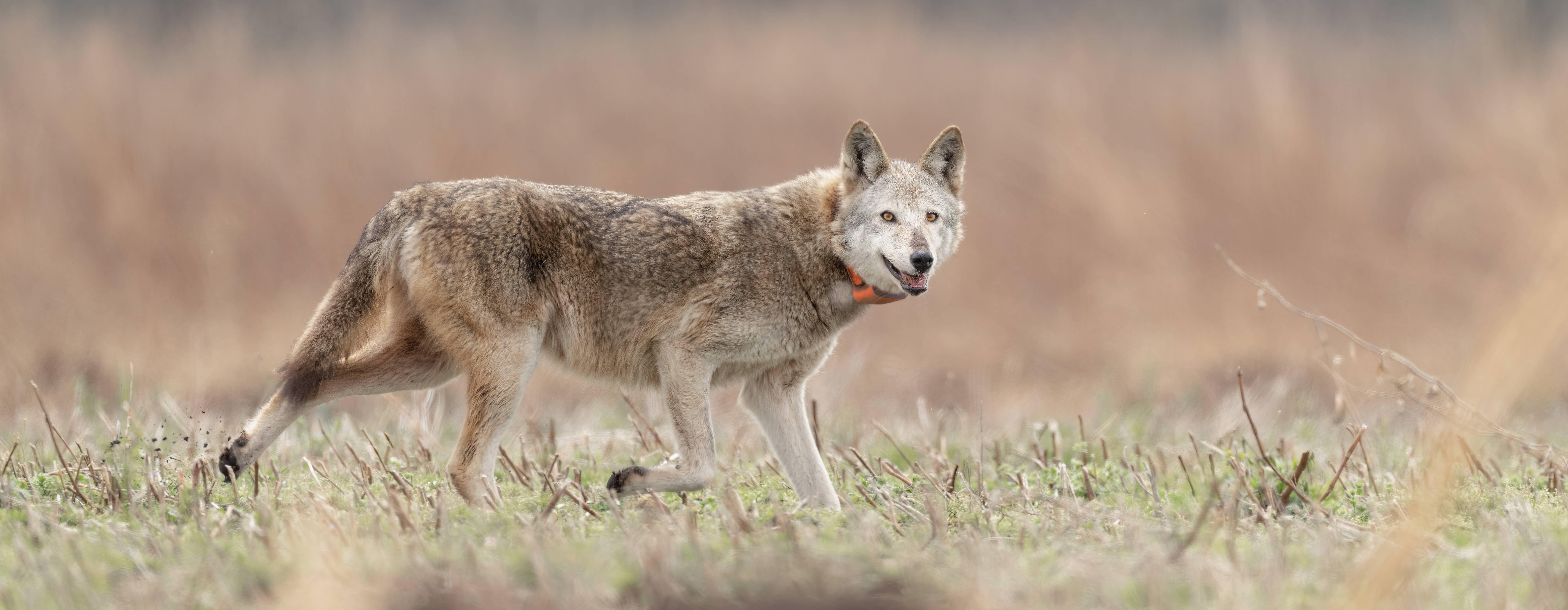 A red wolf runs through a field in early morning light. The wolf is wearing an orange radio tracking collar and has fur that is a mix of reddish browns and pale silver. It looks like fall, the crops in the field have died and been cut short.