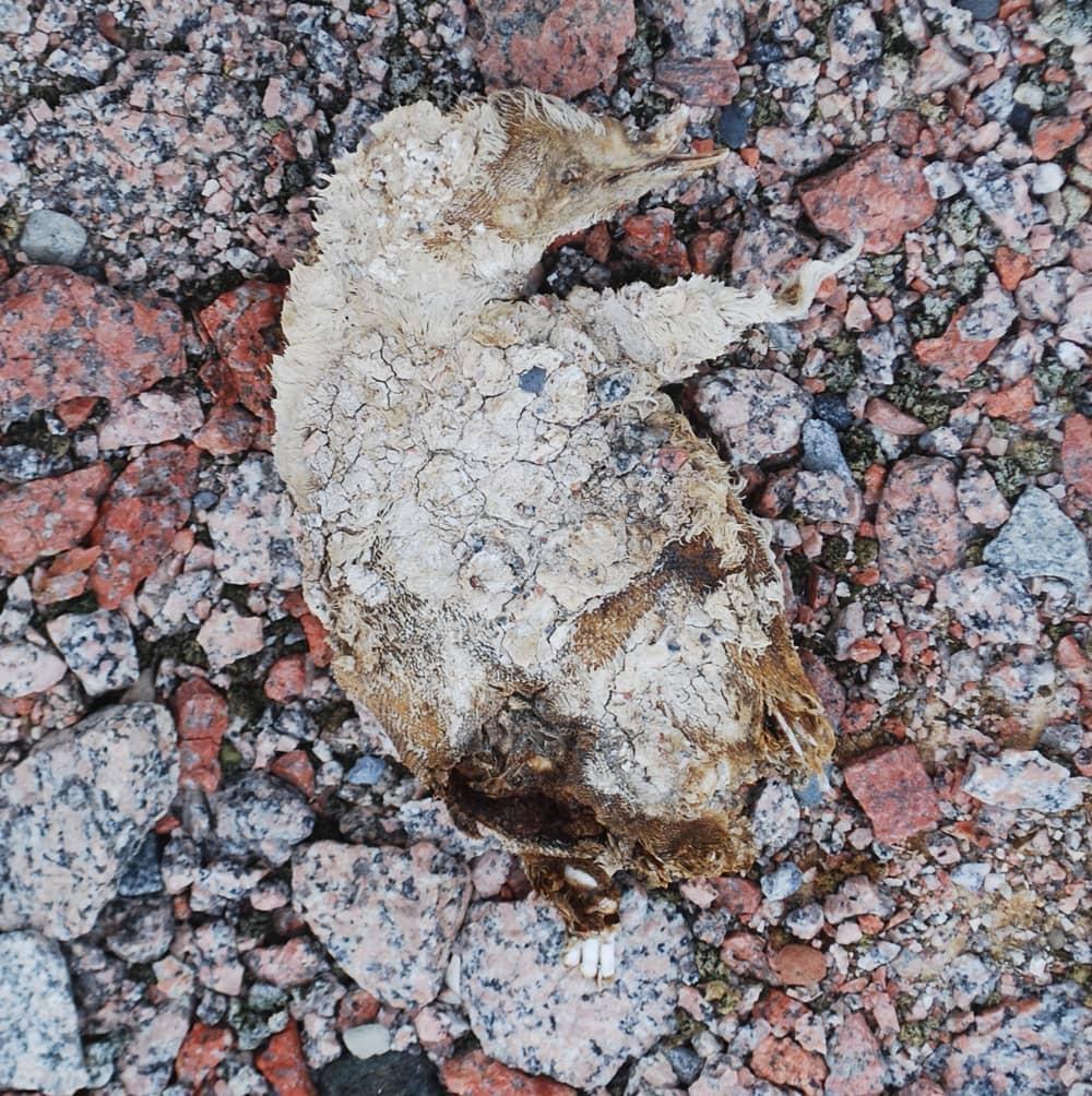 mummified penguin chick lying on rocky ground