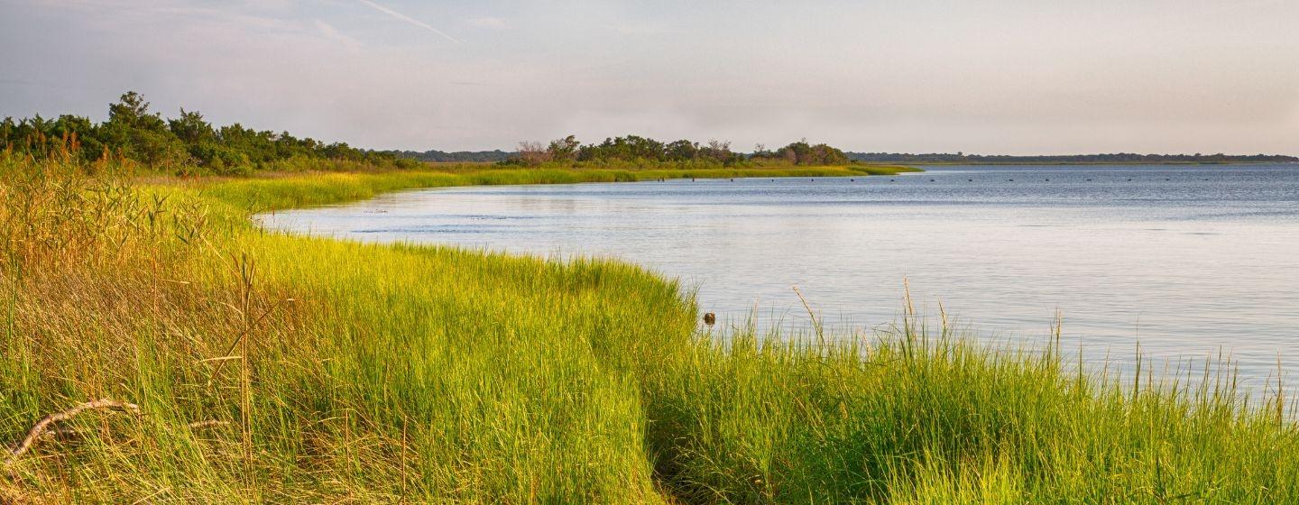 The grassy Cape Fear coast.