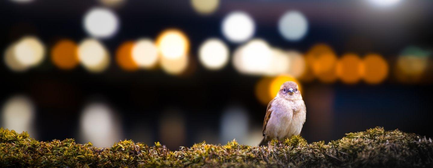 A small bird sitting on some moss with blurred lights behind it.