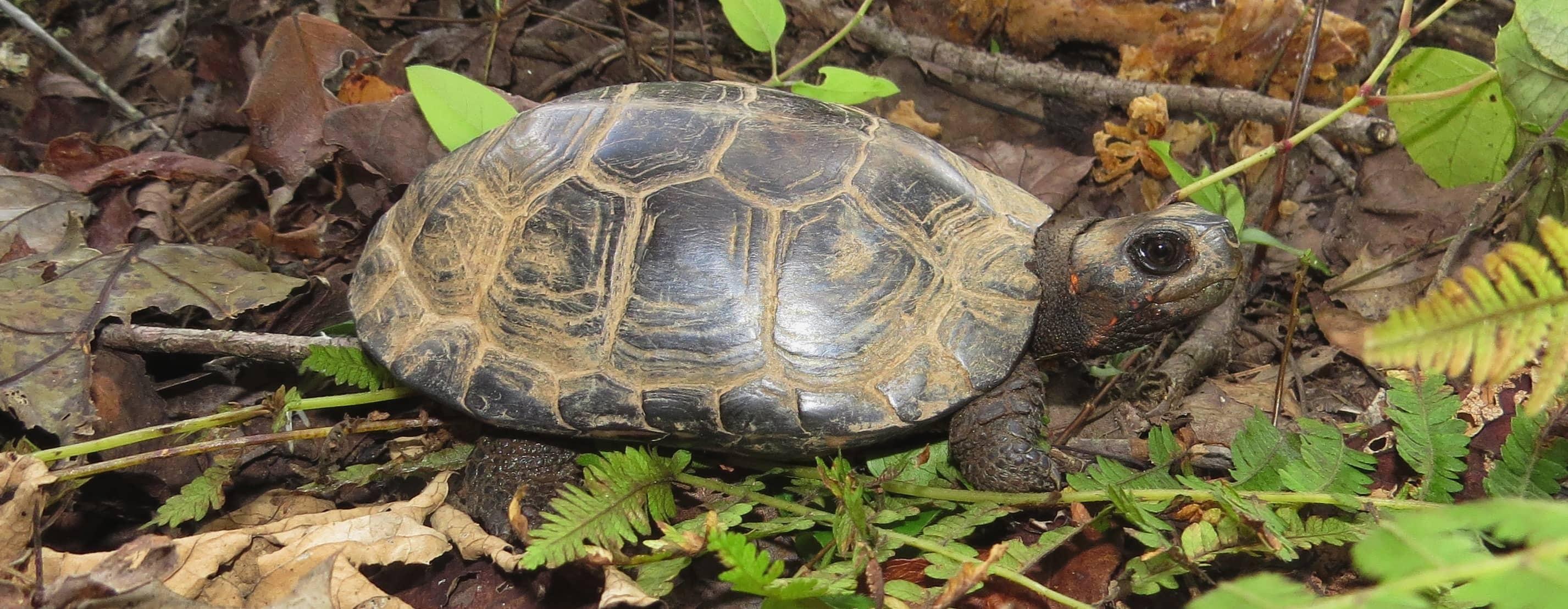 A bog turtle hatchling among brown leaf litter and green plant leaves like ferns.
