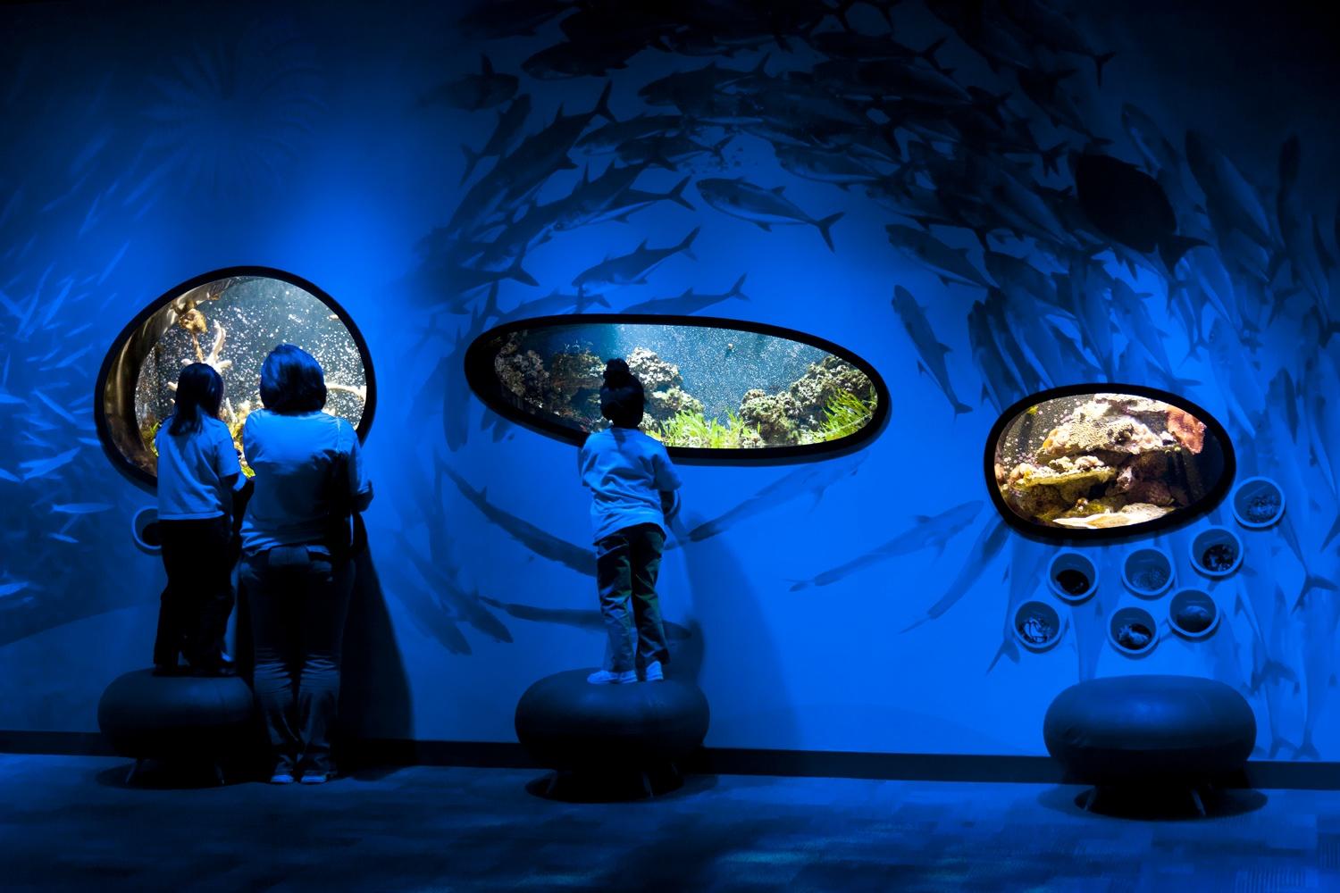 Children and adult peering through the windows at the Discovery Place Science Museum Aquarium