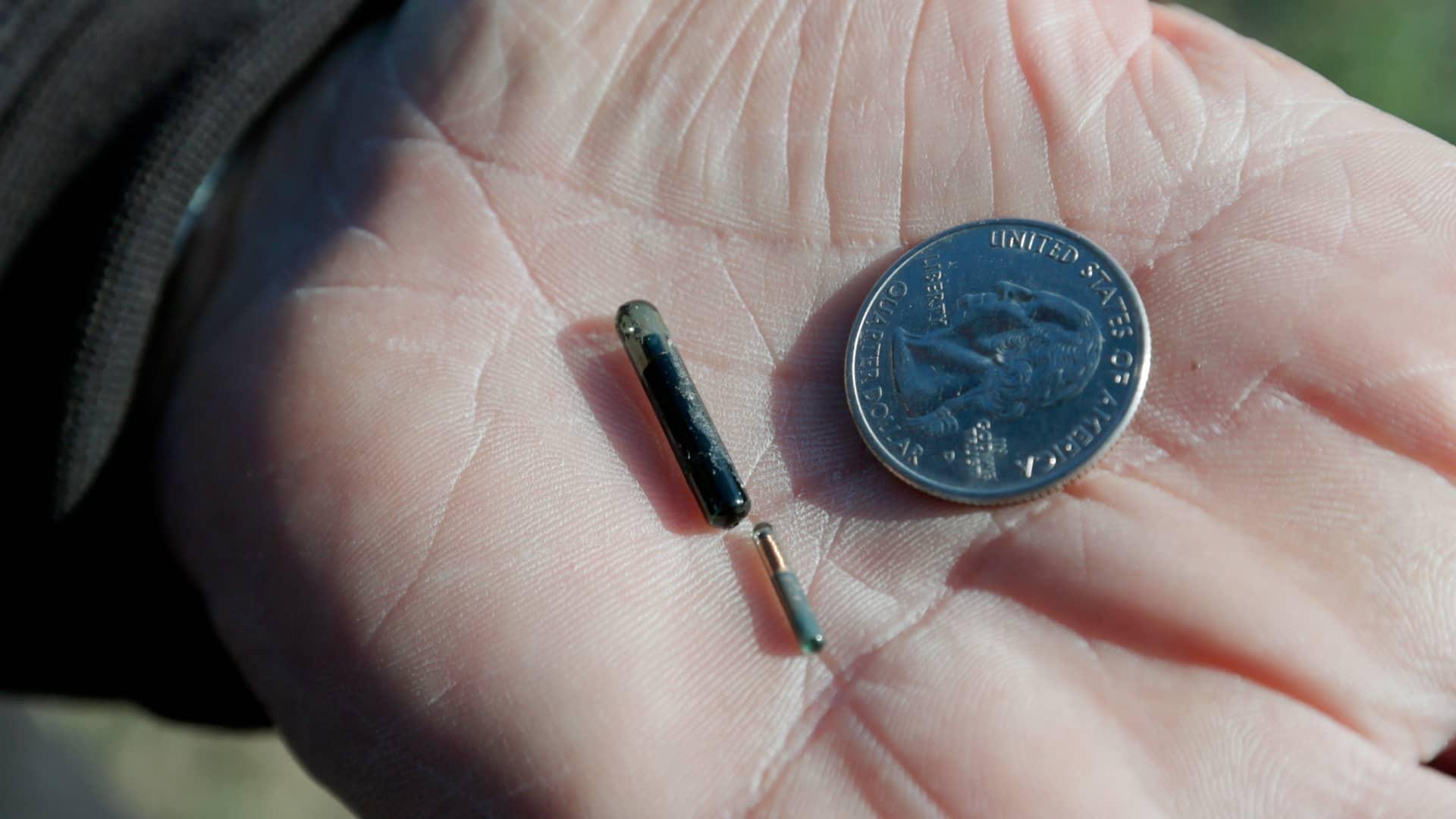 A PIT tag is a tracking device that uses a microchip to identify an animal. It’s used to tag muskie and other species to monitor their behavior around newly constructed backwater sloughs.