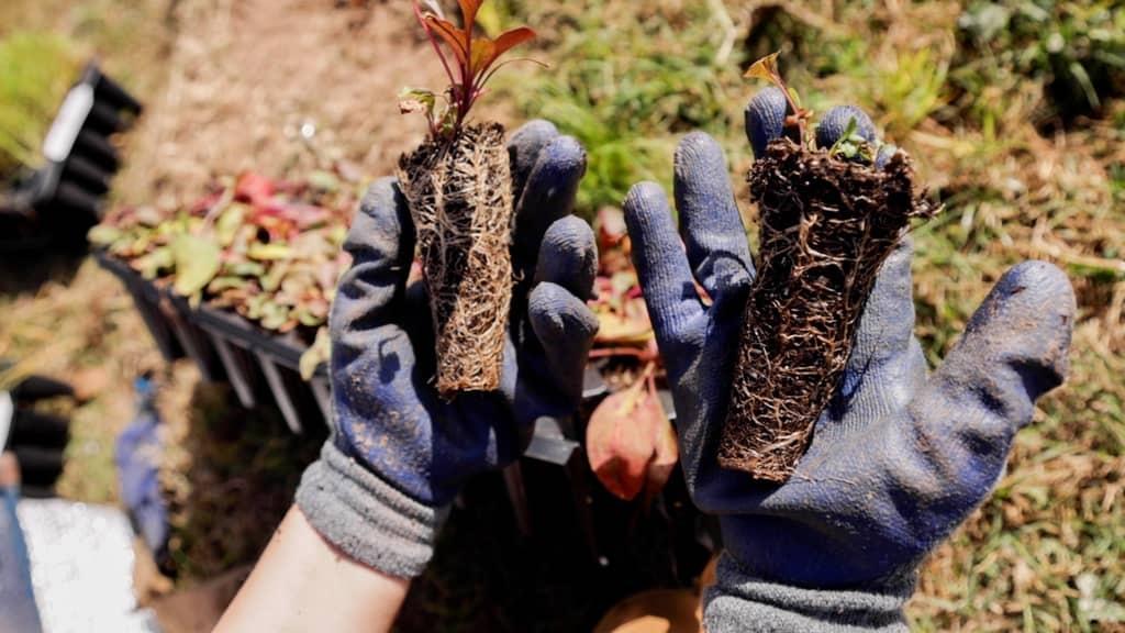A pair of hands in dirty blue garden gloves holds two plant plugs with roots and dirt visible and small sprouts of plants out of the top with reddish green foliage. The background is blurry with grass, dirt and a tray with more plants visible.