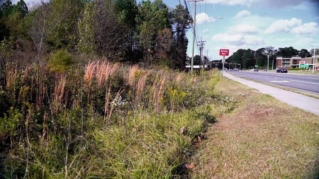 Grasses and flowering grassland plants with yellow and white flowers on them grow alongside a roadway. The grass is mowed short between the sidewalk and the patch of tall grassland species. A gas station can be seen on the corner across the road.