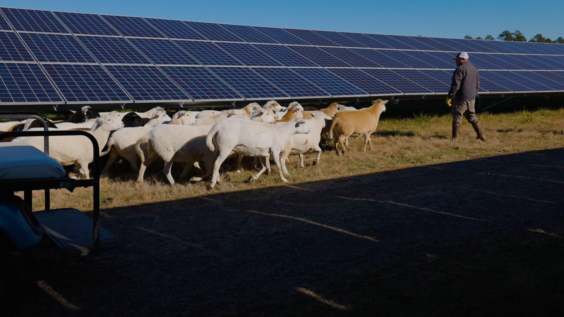 Farm manager Idael Cardoso moves part of the sheep herd from one part of the property to another.