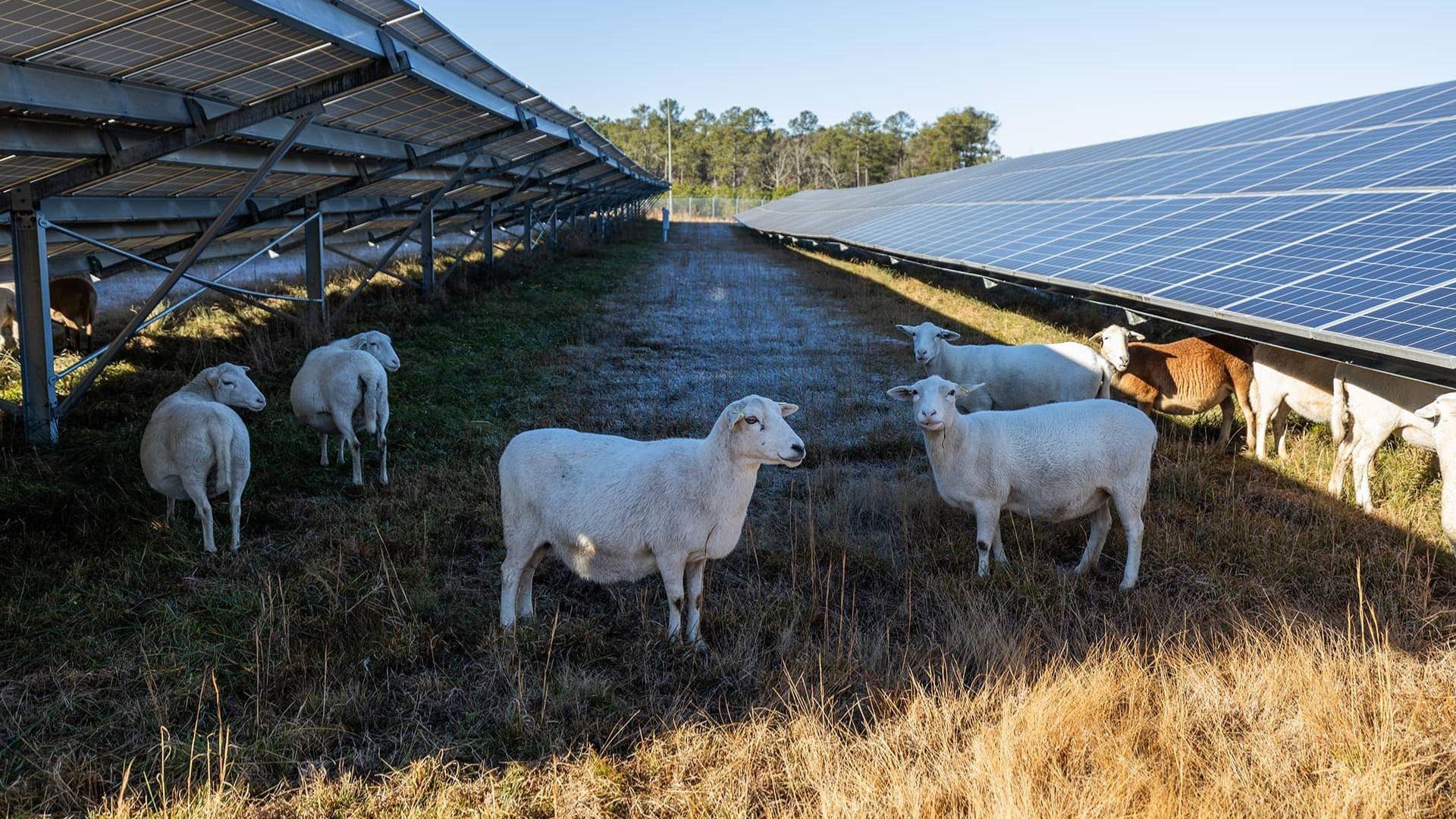 Sheep are attracted to the unique environment that solar panels create. You can see the panels’ effect on plants by comparing the grass between the panels versus what’s growing under the panels.