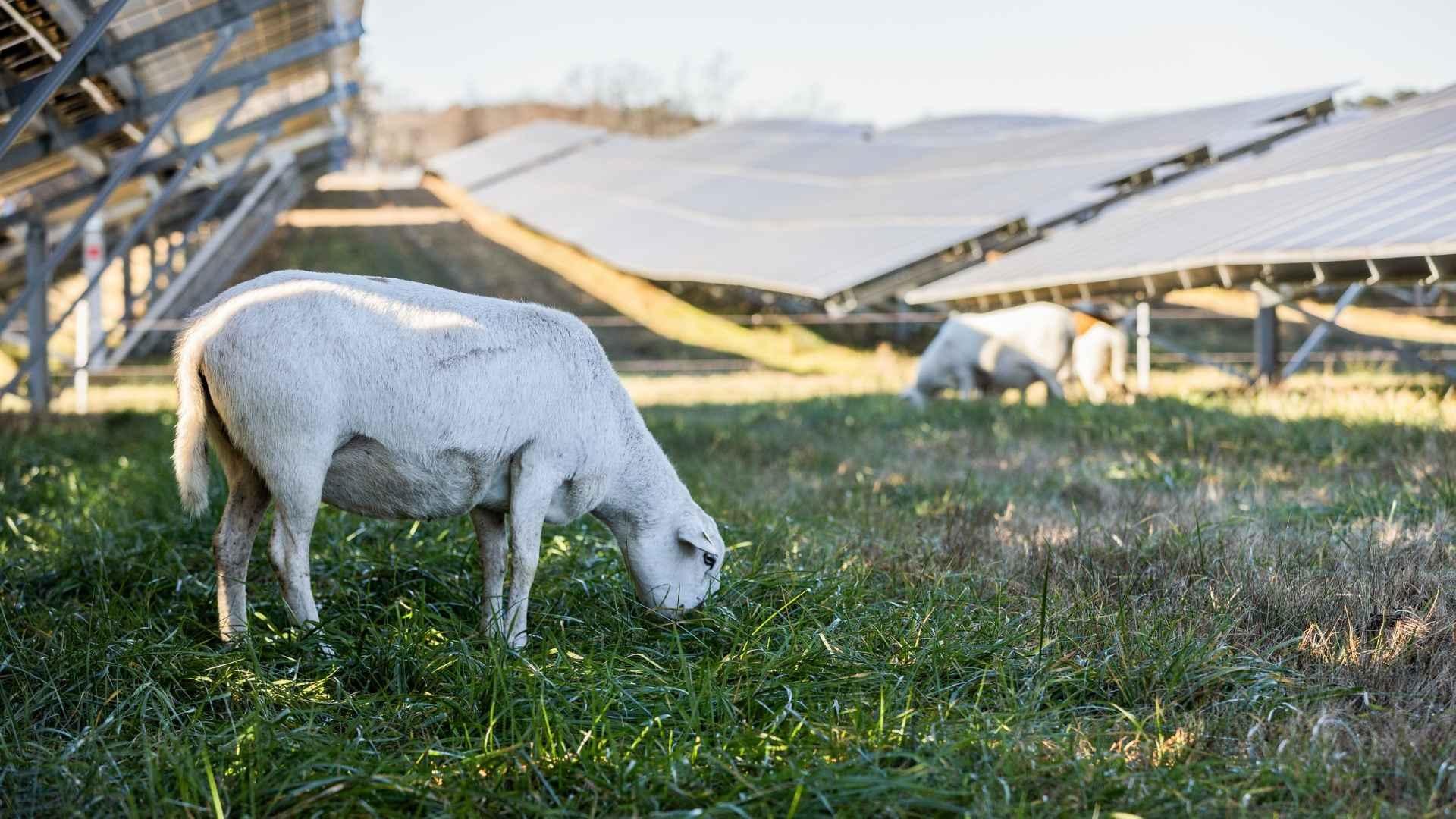 Sheep eat bright green, cool-weather grasses that flourish under the solar panels in the summer. Meanwhile, warm-season grasses that thrived between the panels in the summer take on a browner hue due to cooler temperatures.