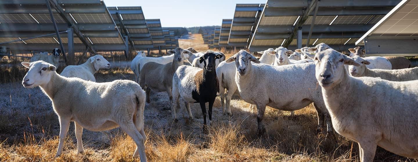 Sheep are in a heard underneath a pasture of solar panels.