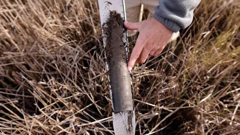 A metal soil coring instrument shows a wet gray-brown sample of marsh soil. The top half is full of roots and plant matter.