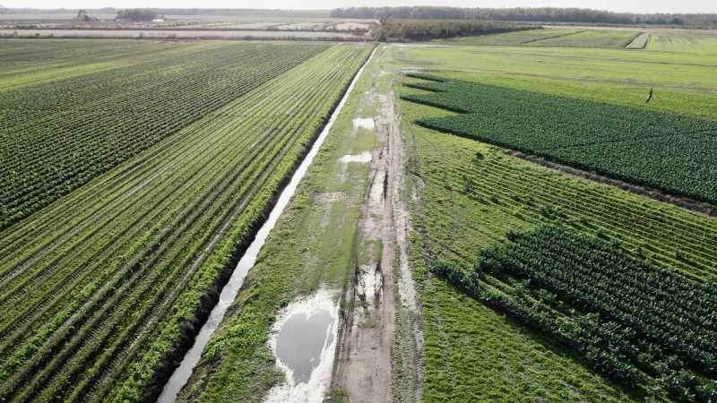 An aerial view of green farm fields with crops growing in them, and a ditch cuts down the center of the image. The ditch is a few feet deep and full of water that reflects the sun.
