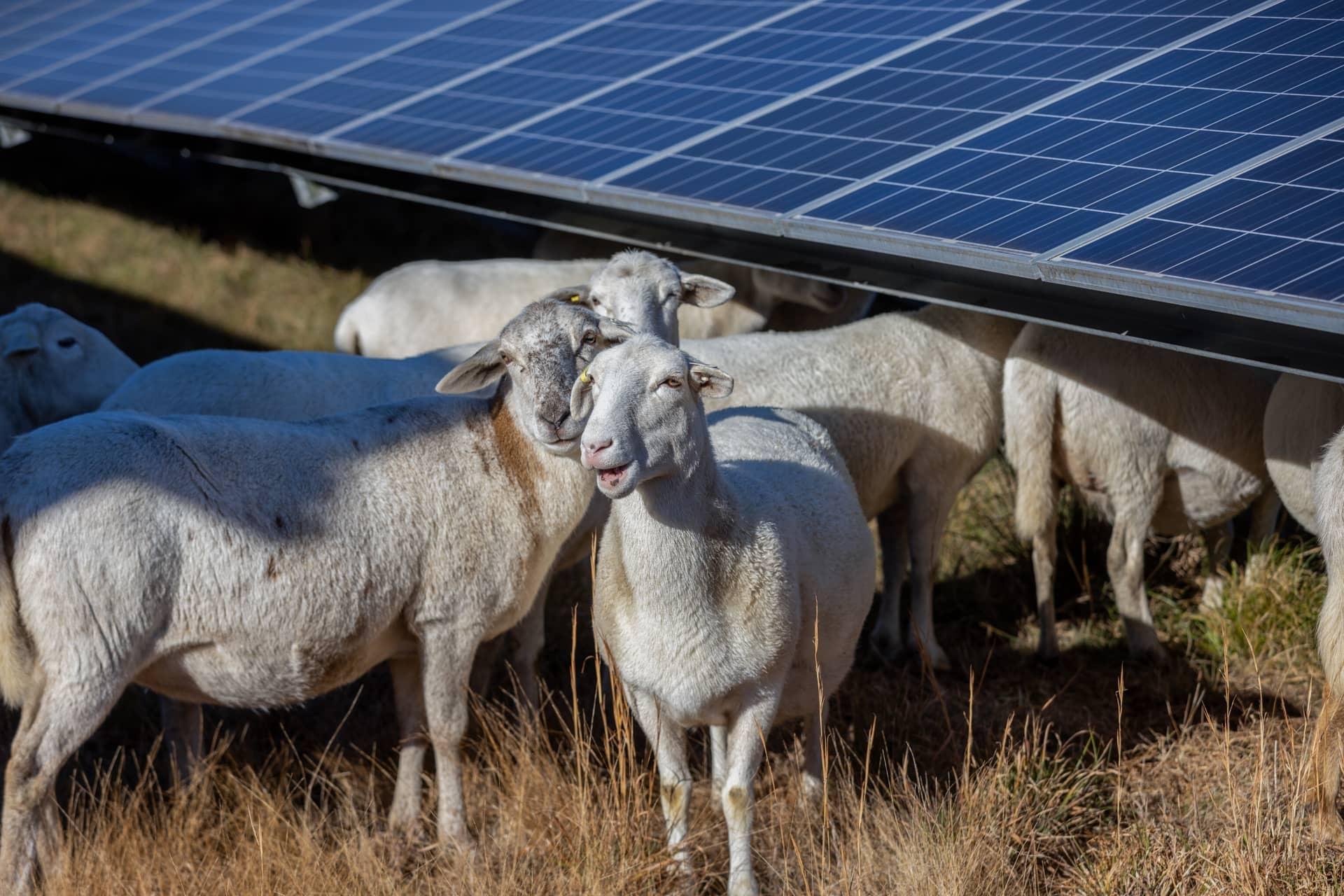 On Montgomery Sheep Farm in Biscoe, NC, a herd of sheep is rotated throughout the 200-acre solar installation to maintain vegetation and provide an additional stream of agricultural revenue.