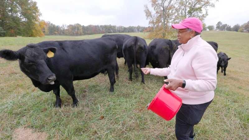 A woman in a light pink zip-up fleece and bright pink hat is holding a red plastic bucket and holding her hand out to one of the black cows in a small herd behind her. They are in a wide open field surrounded by trees with a touch of fall color.