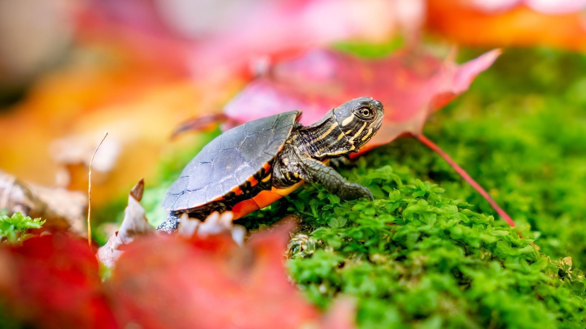 A small painted turtle on green moss with fallen red leaves around it.