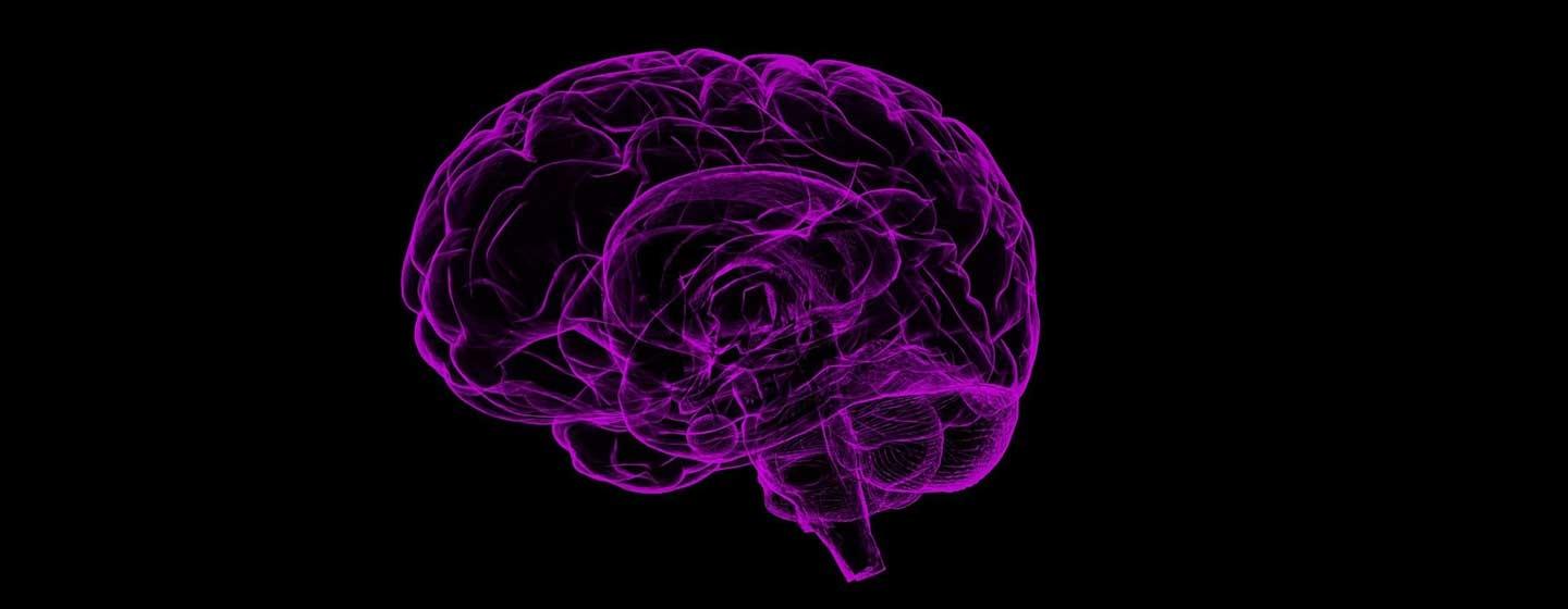 Visual representation of the brain in purple outline on a black background