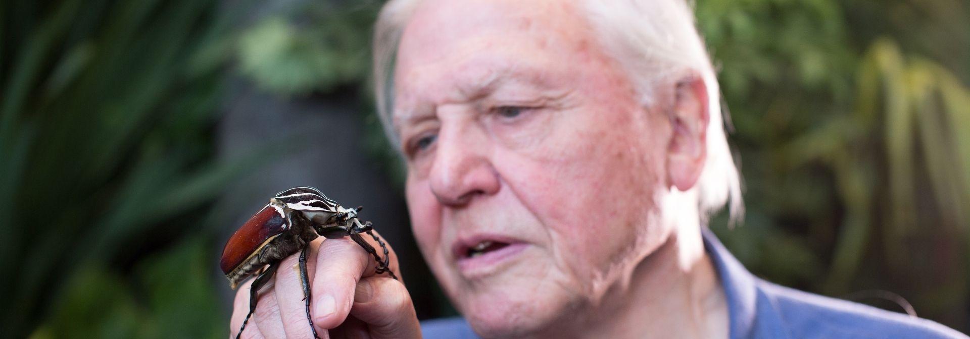 Sir David Attenborough holding a Goliath Beetle. From Micro Monsters with David Attenborough (2013).