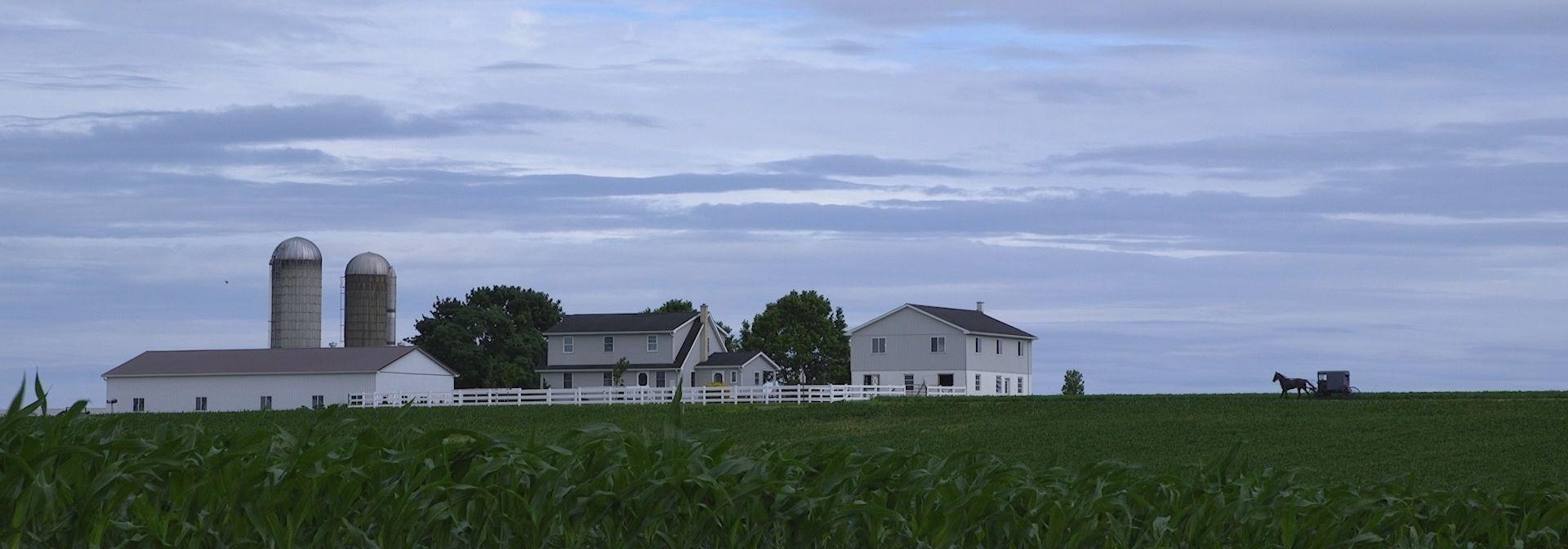 Amish horse and buggy driving in front of an Amish farm.