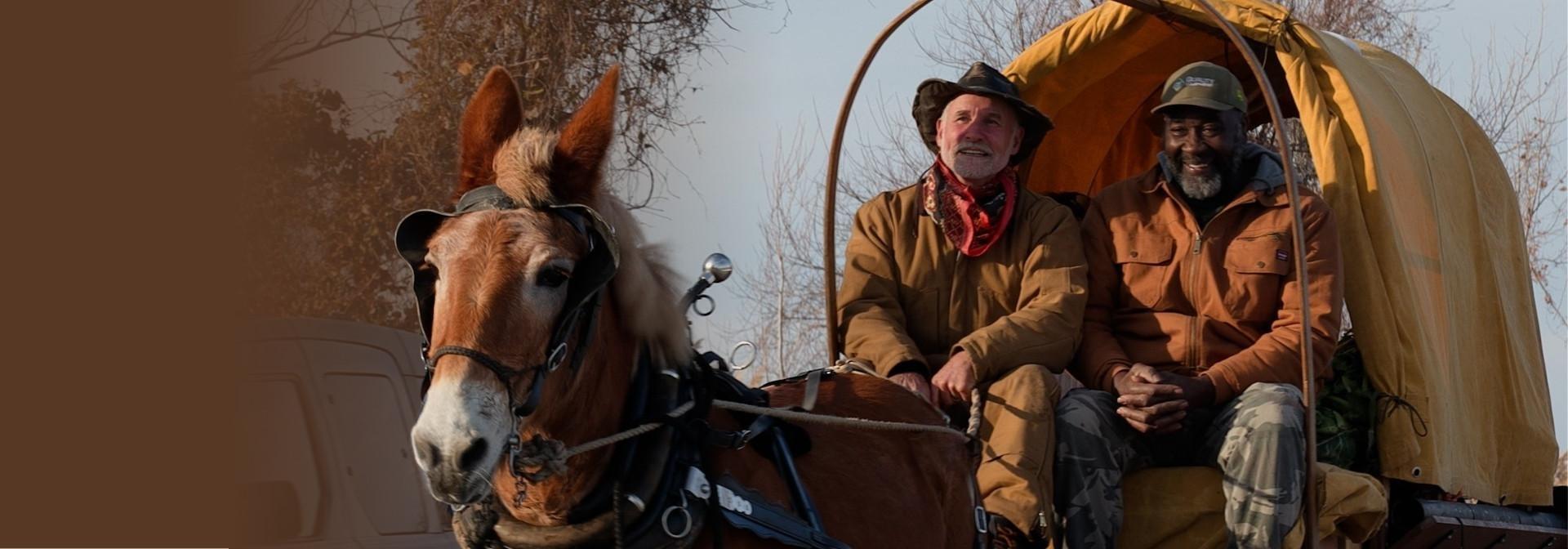 A brown mule named Polly is pulling a carriage with two people, including Bernie Harberts.