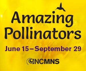 Amazing Pollinators at NC Museum of Natural Science June 15 through September 29.