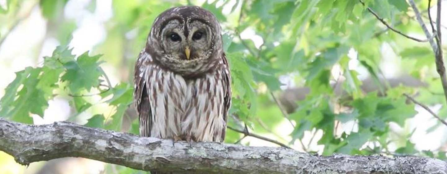barred-owl