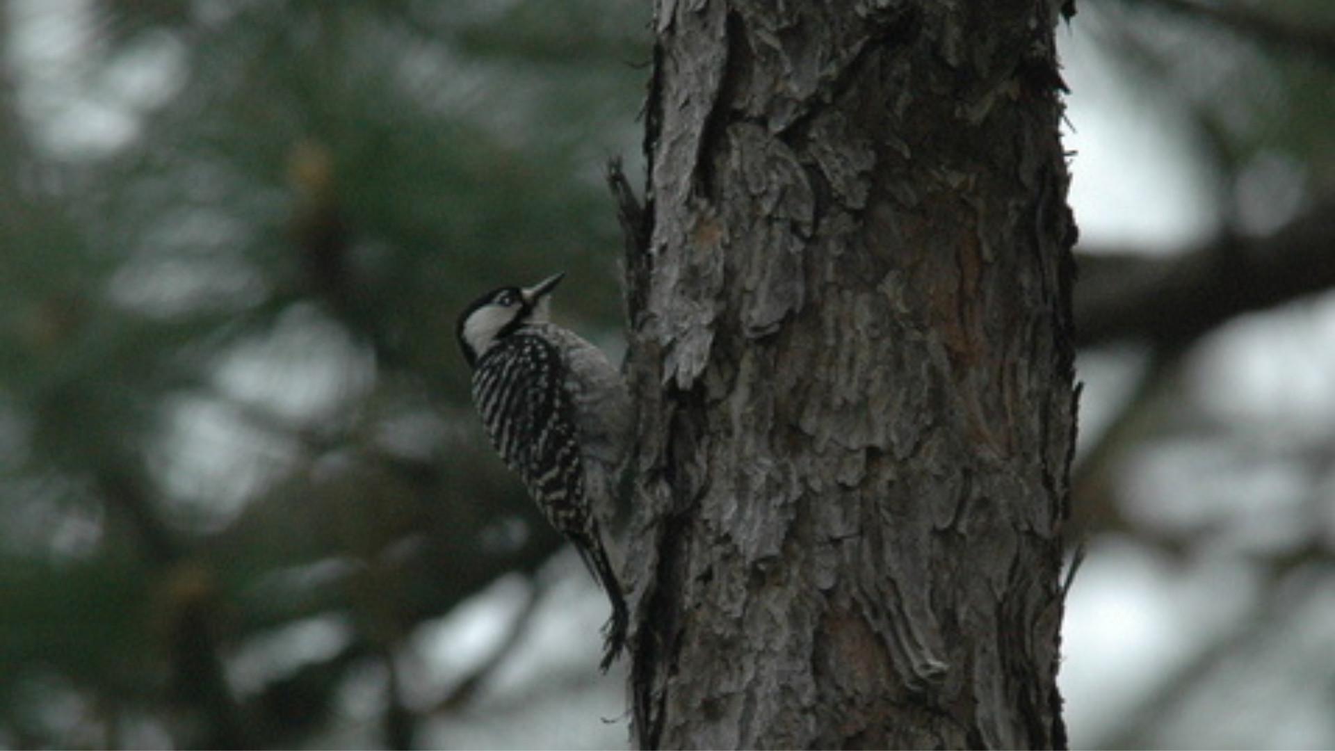 A downy woodpecker on a thin tree trunk.