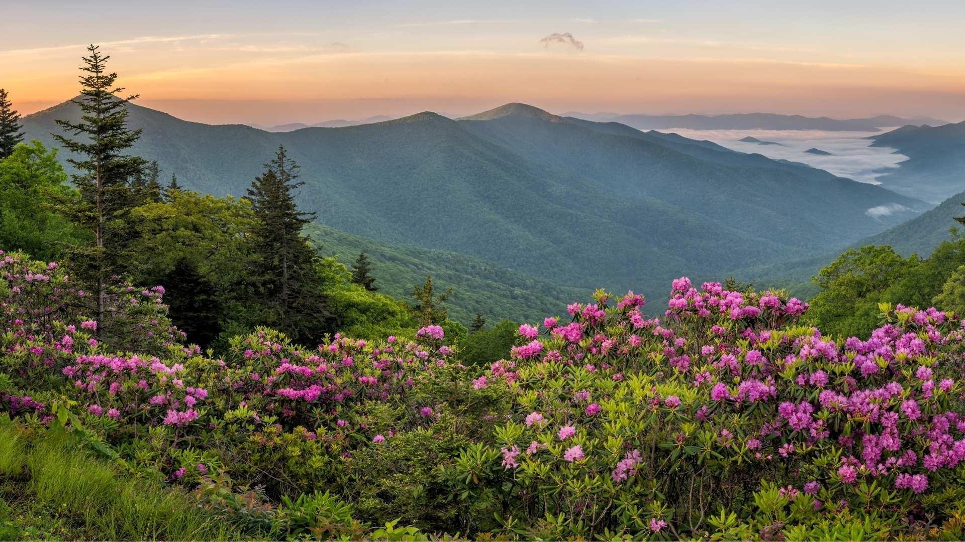 A green and mountainous horizon.