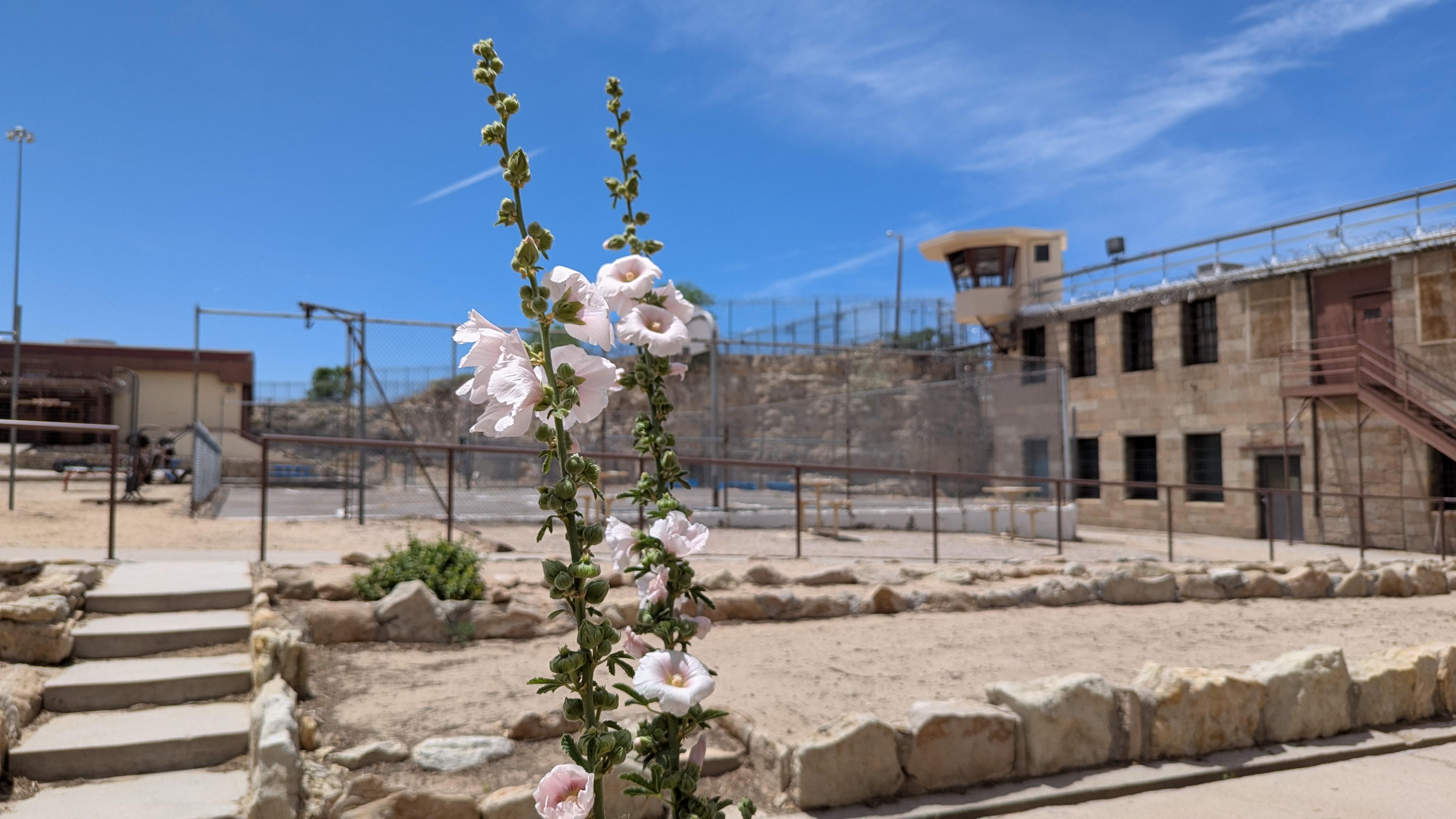 Wild Nevada | Episode 803