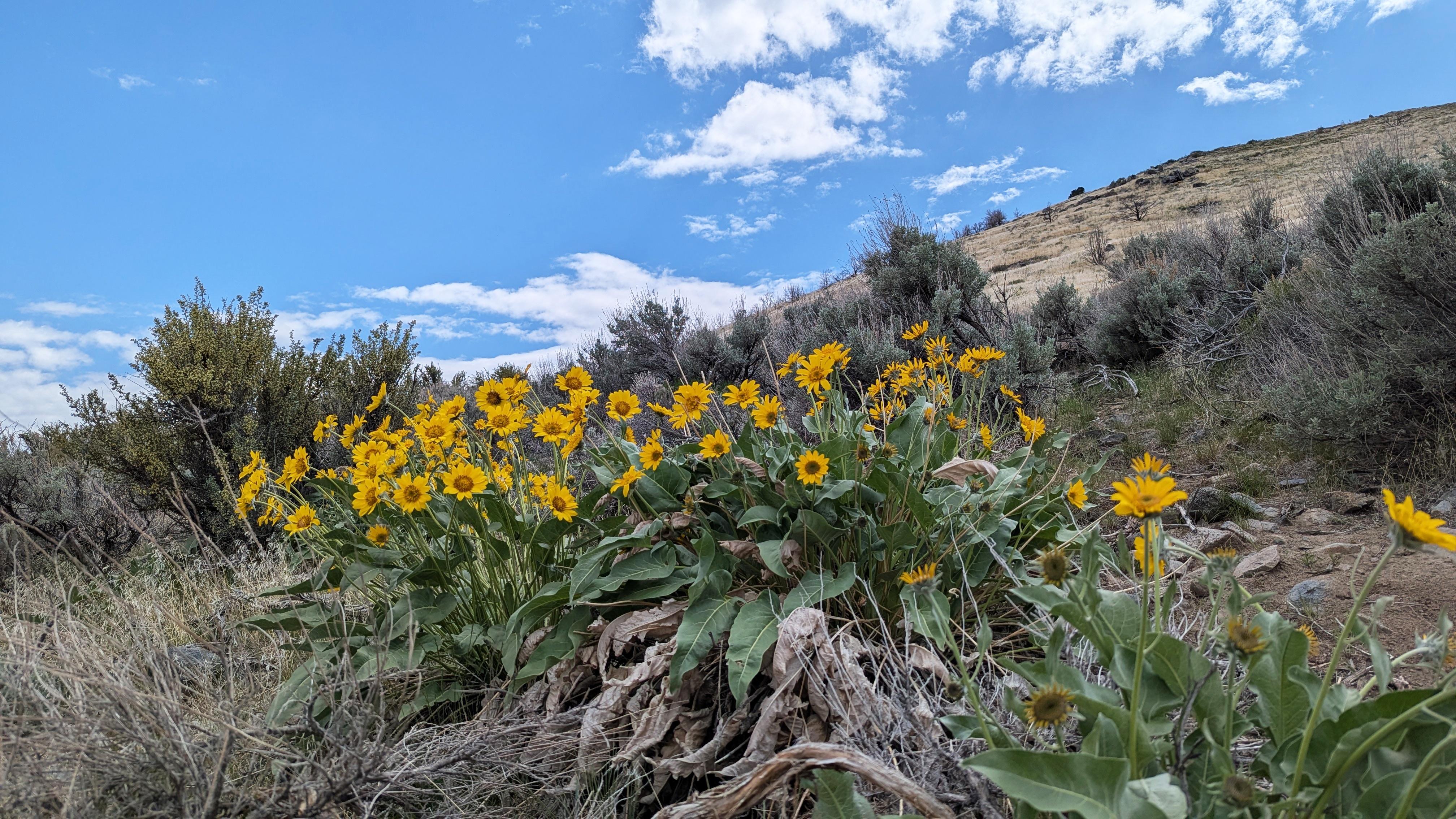 Wild Nevada | Episode 803