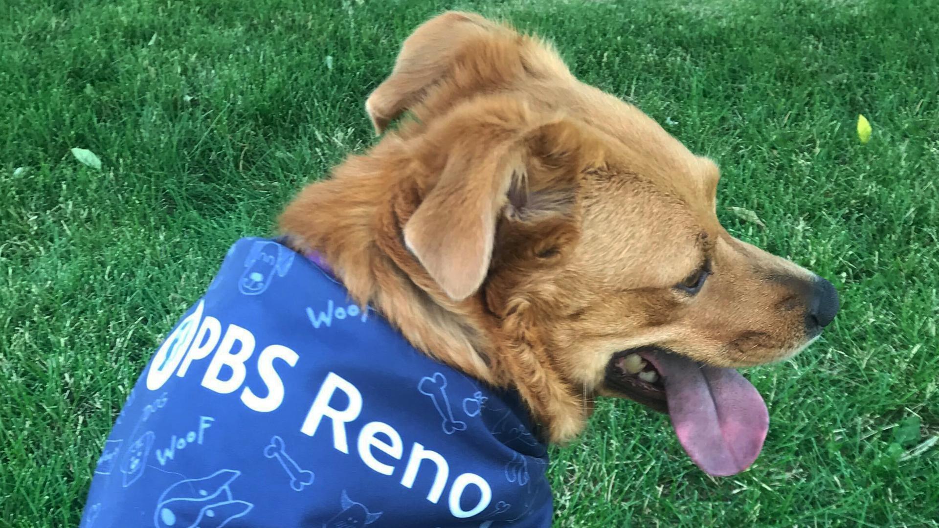 PBS Reno Pet Club