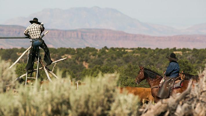 Catt grazing at Johnson Ranch [KUED]