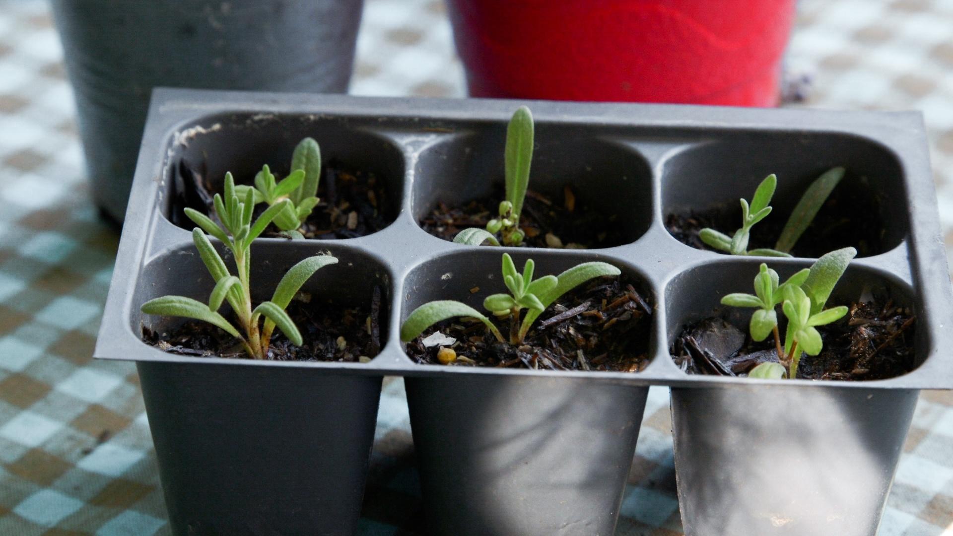 Eight week old lavender starts from propagation.